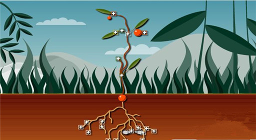 模拟植物野生植物玩法攻略