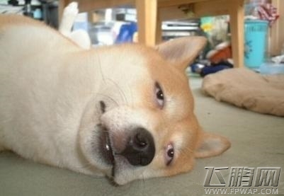 疯狂剁手双11 抢个金发马尾C妹子回家 (3)
