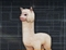 blob.png