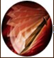 blob.png