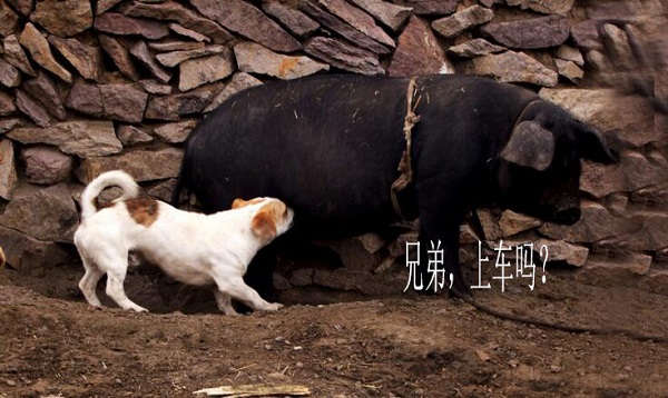 厂长虎牙直播直面4396 UZI粉丝首先开启猪狗大战 (4)