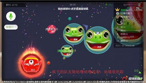 球球大作战绝地反击 虎牙直播疯子淡定指挥一波反杀