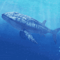 真正的利兹鱼(Leedsichthys Simulator)