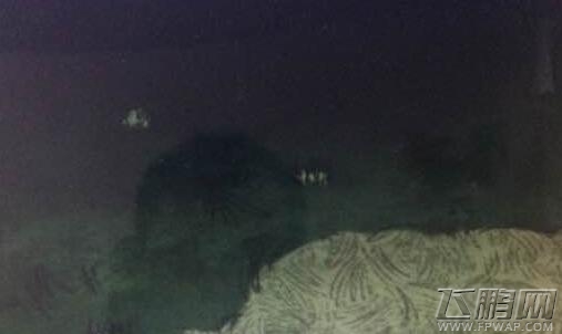 饥荒联机版抓兔子快捷办法分享 (1)