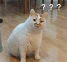 blob.png
