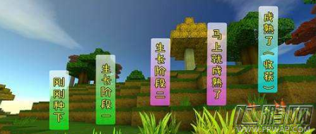 迷你世界小麦的种子是什么 怎么种植小麦 (3)