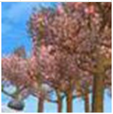 blob.png