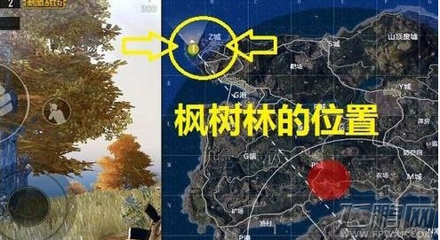 绝地求生刺激战场绝地海岛地图中的野餐聚点及枫树林位置分享 (1)